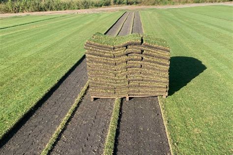 Bermuda Grass Sod | Sod For Sale In Bradenton | Bayside Sod