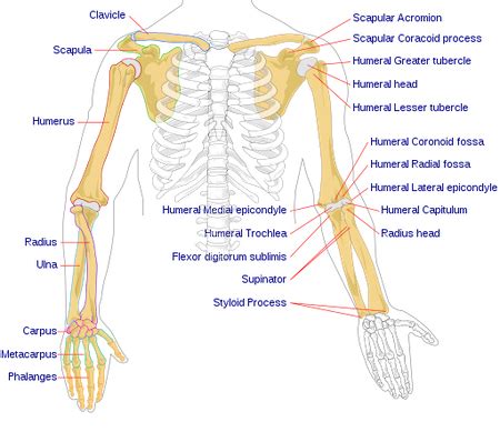 Appendicular Skeleton Diagram