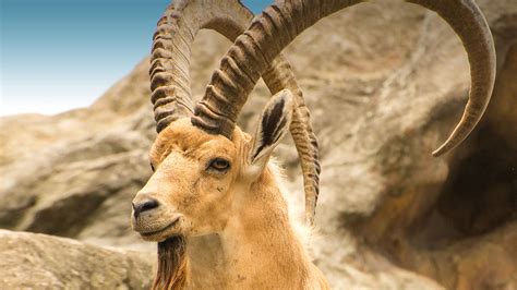 Nubian Ibex | San Diego Zoo Animals & Plants