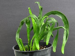 Ophioglossum pendulum | [syn. Ophioderma pendulum subsp. fal… | Flickr