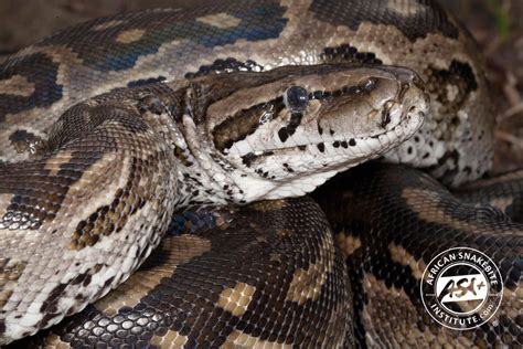 Southern African Python - African Snakebite Institute