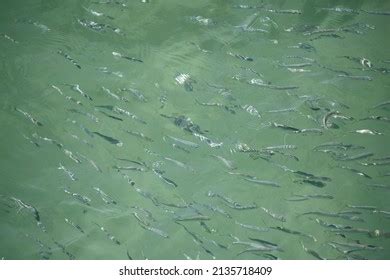 School Small Fish Swimming Largs Bay Stock Photo 2135718409 | Shutterstock