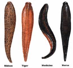 Zach's Anatomy Blog: Virtual Leech Lab