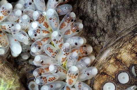 What Octopus Eggs Look Like When They're Hatching Is Straight Out Of A ...