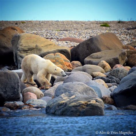 Churchill Photos of the Week - Churchill Polar Bears