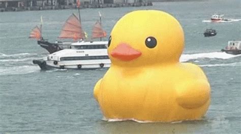 Large Duck GIF - Large Duck Cute - Discover & Share GIFs