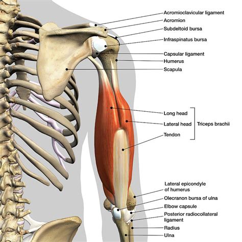 Diagram And Label The Biceps And Triceps