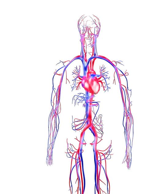 Human Circulatory System Photograph by Pasieka | Fine Art America