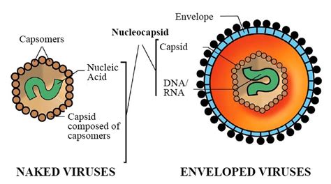 Wellisair Hydroxyl Radical Technology Against Viruses - Tests