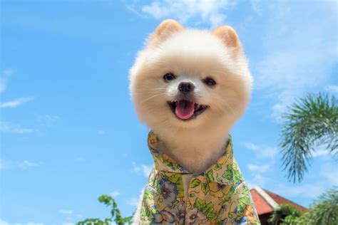 Teddy Bear Pomeranian: A Guide to This Cute Teddy Bear Dog