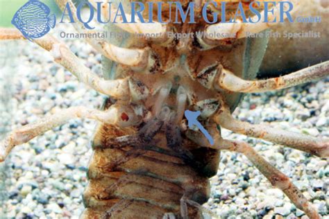 Astacus astacus - Aquarium Glaser GmbH