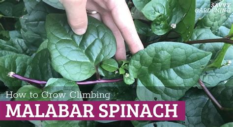 Malabar Spinach: How to Grow and Care for Climbing Spinach