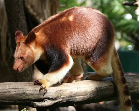 Goodfellow's Tree-Kangaroo - Facts, Diet, Habitat & Pictures on ...