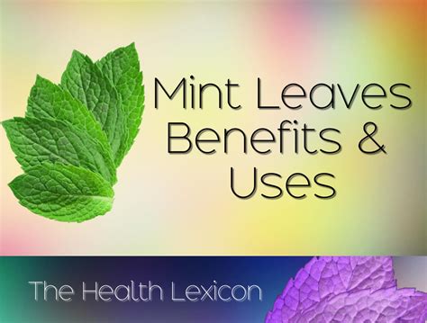 Mint Leaves: Health Benefits and Uses - Ryan Taylor Natural Remedies