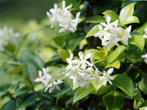 Star jasmine - planting, pruning, and care