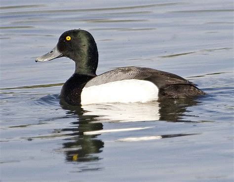 Free picture: duck, waterfowl, greater, scaup, drake