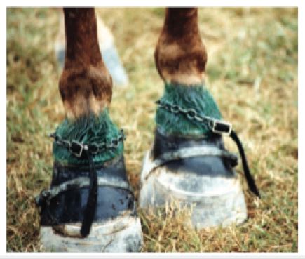 Fran Jurga`s Hoofcare + Lameness: Tennessee Walking Horse Pastern ...