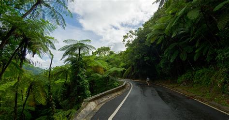 El Yunque Wildlife