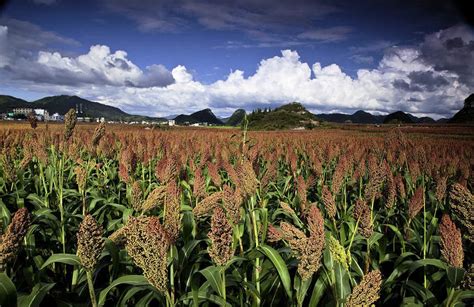 Sorghum Egyptian Wheat 75 seeds Ancient Gluten Free Grain Tall Wildlife Cover