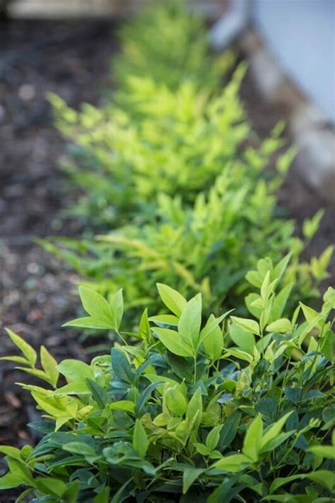 Nandina 'Lemon and Lime' 8" Pot - Hello Hello Plants