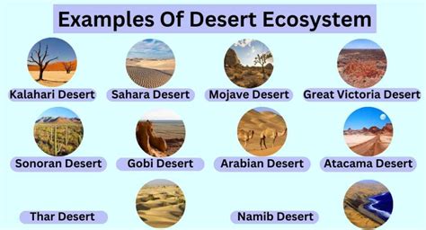 10 Examples Of Desert Ecosystem