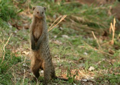 Banded Mongoose Facts - CRITTERFACTS