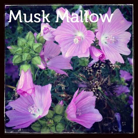 Musk Mallow in the Herb & Hedgerow herb garden. Read more about herbs at www.herbhedgerow.co.uk ...