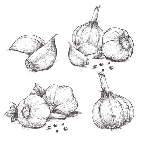 Royalty Free Garlic Clip Art, Vector Images & Illustrations - iStock