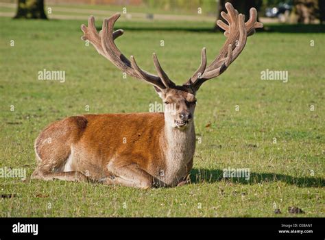 Red deer laying down in a field Stock Photo - Alamy