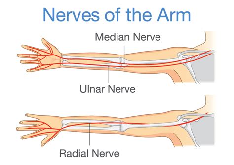 Nerve Damage In The Hand - Golden State Orthopedics & Spine