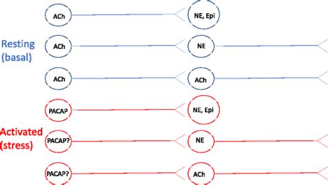 The neurotransmitters of the autonomic nervous system.... | Download ...