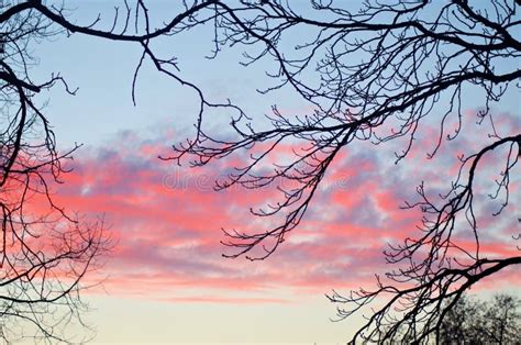 Beautiful Pink Sunset through the Tree Branches Stock Photo - Image of ...