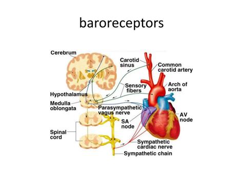 PPT - Regulation of Blood Pressure PowerPoint Presentation, free download - ID:2822406