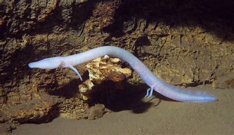 One blind, aquatic salamander may have sat mostly still for seven years / Una salamandra ...