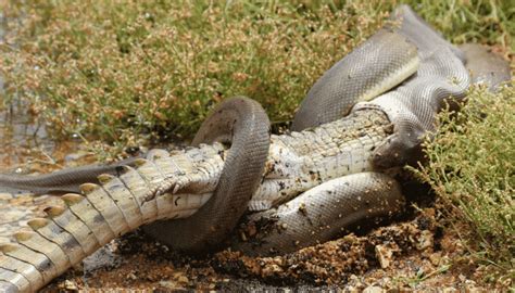 Viral Video Shows Huge Snake Eating Crocodile In Australia!