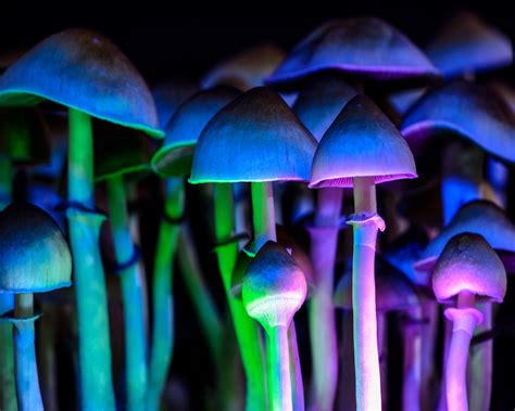 The Ultimate Guide to Psilocybin: Benefits, Effects, Therapy & Treatment