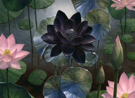 Dark Lotus Wallpapers - Top Free Dark Lotus Backgrounds - WallpaperAccess