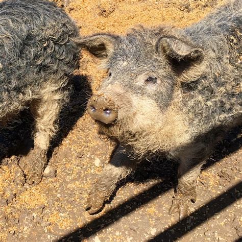 Mangalitsa Pigs: A Beginner’s Guide | EcoFarming Daily