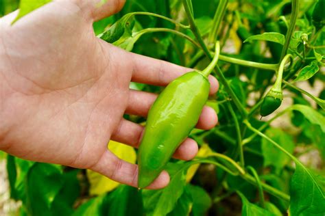 Aji Amarillo - A Staple Peruvian Pepper Variety - Pepper Geek