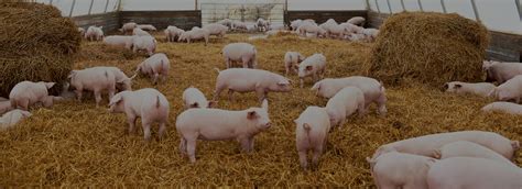 Pig Welfare in the US - Global Swine