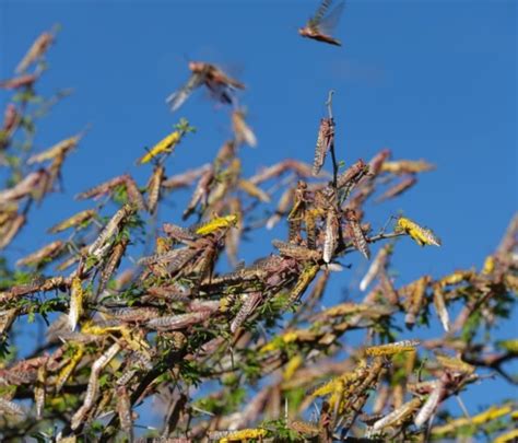 アフリカでバッタ大量発生の第2波、食料不足の危機 | ナショナル ジオグラフィック日本版サイト