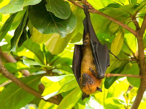 Flying Fox Size Comparison