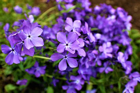 Purple Phlox 8 x 10 digital print | Etsy