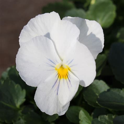 Pansy Trailing White | Easy Colour