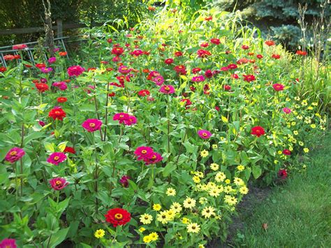 zinnia garden | Zinnia garden, Garden design, Garden