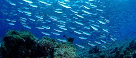 Climate Change: How it is Forcing Mass Fish Migration - Cleaner Seas