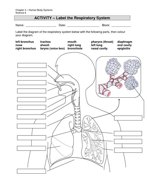 20++ Label The Respiratory System Worksheet Answers – Worksheets Decoomo