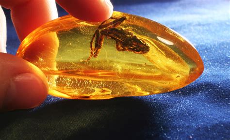 Fossils: Amber Fossils