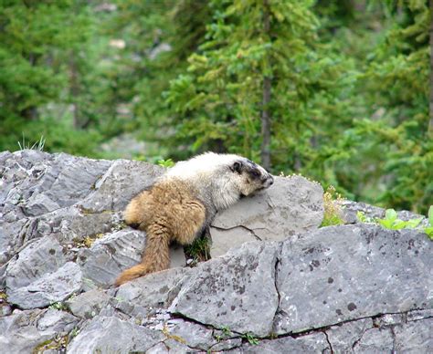 canada camping 06 193 | marmots: it's a lazy day | Flickr