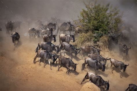 Big herd of wildebeest in Masai Mara National Park in Kenya Stock Photo ...